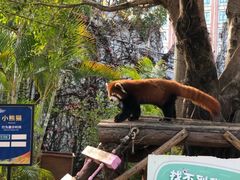 -灵玲国际马戏城
