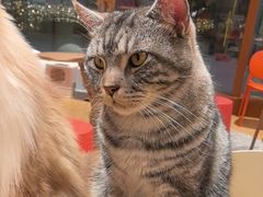 -米乐乖乖猫咪咖啡馆·猫咖(深圳湾后海汇店)