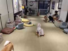 -逗柴咖啡屋·狗咖猫咖宠物桌游