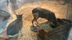 -Zoolung Zoolung动物主题公园(海信广场店)