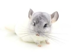 -龙猫仔乐园(惠福东路店)