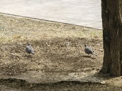 -元大都城垣遗址公园