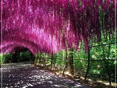 -大塘金香草谷