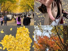 -三里屯东五街银杏大道