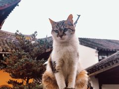 -西园戒幢律寺
