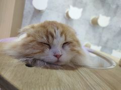 -喵园·猫主题咖啡厅·撸猫·猫咖(国贸店)