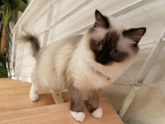 -喵喵咪呀布偶猫咖(春熙路店)