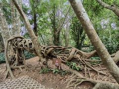 -中国科学院西双版纳热带植物园