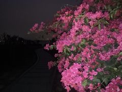 -深圳湾公园(南山区)