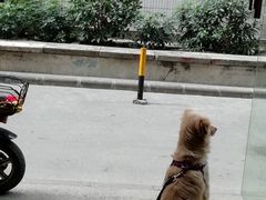 -元氏钵仔糕(北京路店)