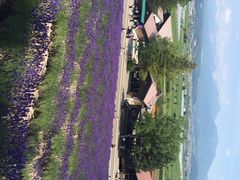 富田农场-富田农场