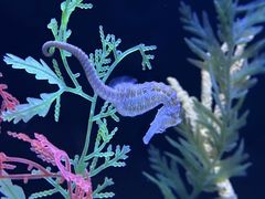 -上海海洋水族馆