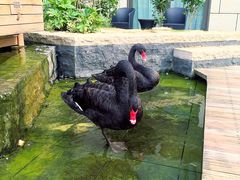 -行者书屋大堂吧 ·下午茶(南京圣和府邸酒店)