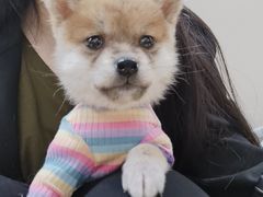 -逗柴咖啡屋·狗咖猫咖宠物桌游