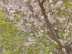 -古柏渡飞黄旅游区