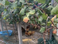 -马陆小张葡萄园农家乐