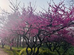 -上海海湾国家森林公园