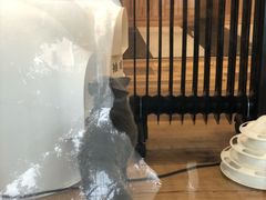 -袖虎·猫馆(体育西路店)