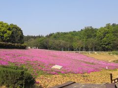 -大塘金香草谷