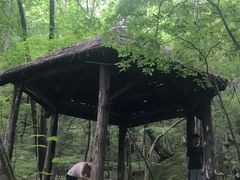 -牛背梁国家森林公园