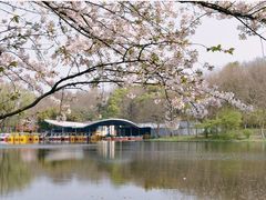 -上海共青森林公园