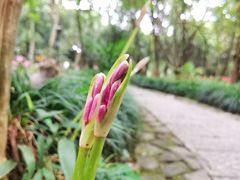 -杭州植物园