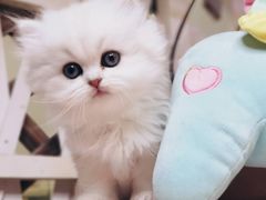 -70cat德文卷毛猫·缅因猫纯种猫舍