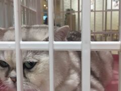 -藏猫猫咖啡主题馆(中央大道店)