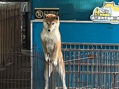 -柴犬高等学院·狗咖·柴犬售卖·宠物训练