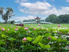 -洪湖湿地生态园