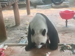 -西霞口神雕山野生动物世界