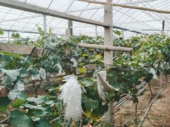 -马陆小张葡萄园农家乐