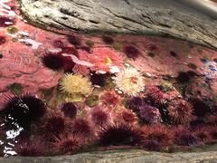 -西雅图水族馆