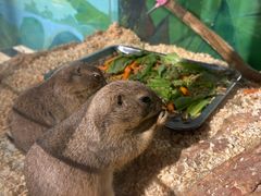 -萌宠奇缘(荣鼎店)