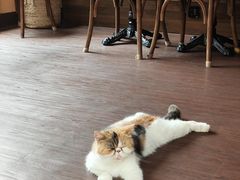 -猫岛主趣味餐厅(鼓浪屿店)