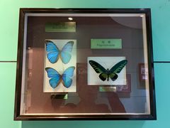 -上海昆虫博物馆