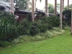-金花茶公园