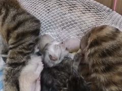 -米苏动物医院·犬猫专科·骨科外科内窥镜