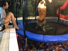 -Goku PET SHOP宠物视觉生活馆(双井店)