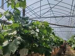 -马陆小张葡萄园农家乐