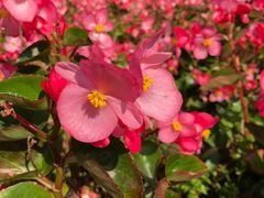 -广州市流溪河国家森林公园