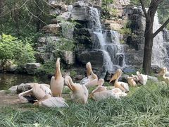 -北京野生动物园