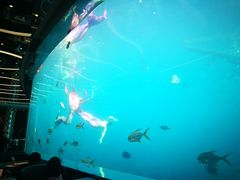 -瑞德姆美人鱼海底演艺主题餐厅(亚龙湾店)
