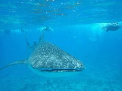 -中央格兰德岛温泉度假酒店 - 全包