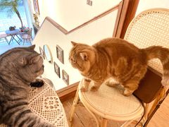 -猫友咖啡店(玉林西路店)