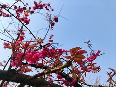-南山植物园