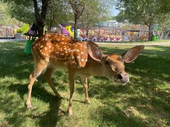 -北京鹿世界主题园