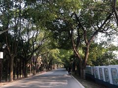 -东平国家森林公园