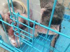 -西安京西宠物医院·瘫痪·疑难杂症