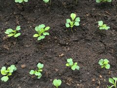 -薛记襄阳香辣牛肉面(平安路店)